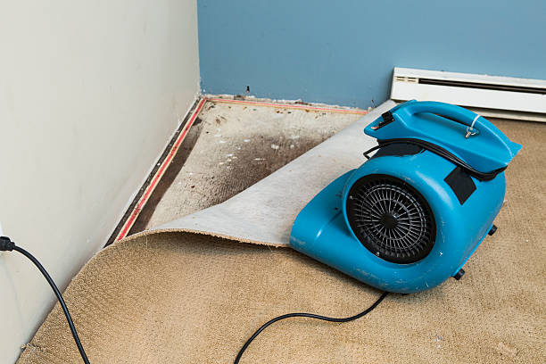 Best Water damage contractors near me  in Baltic, SD